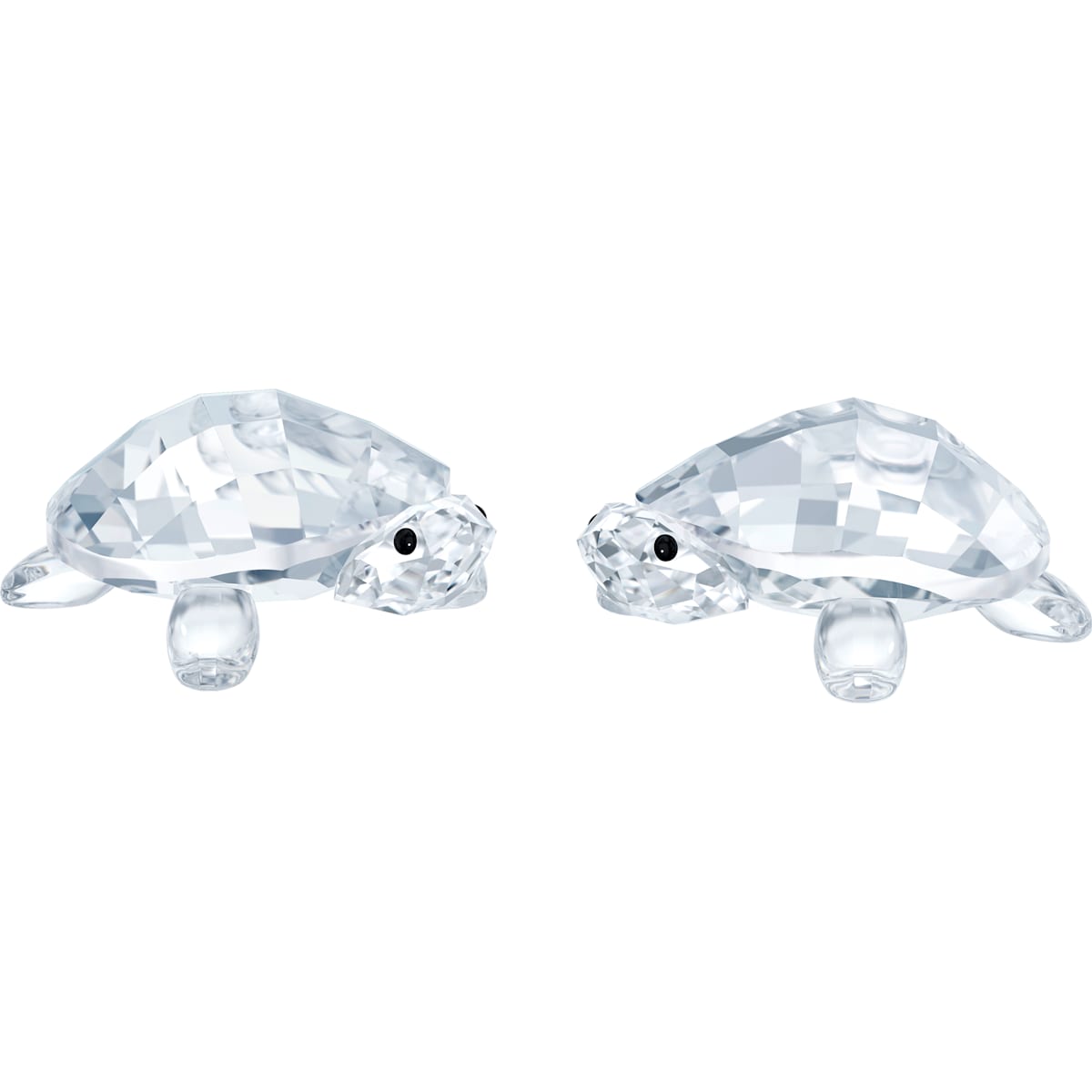 PEACEFUL COUNTRYS:BABY TORTOISES