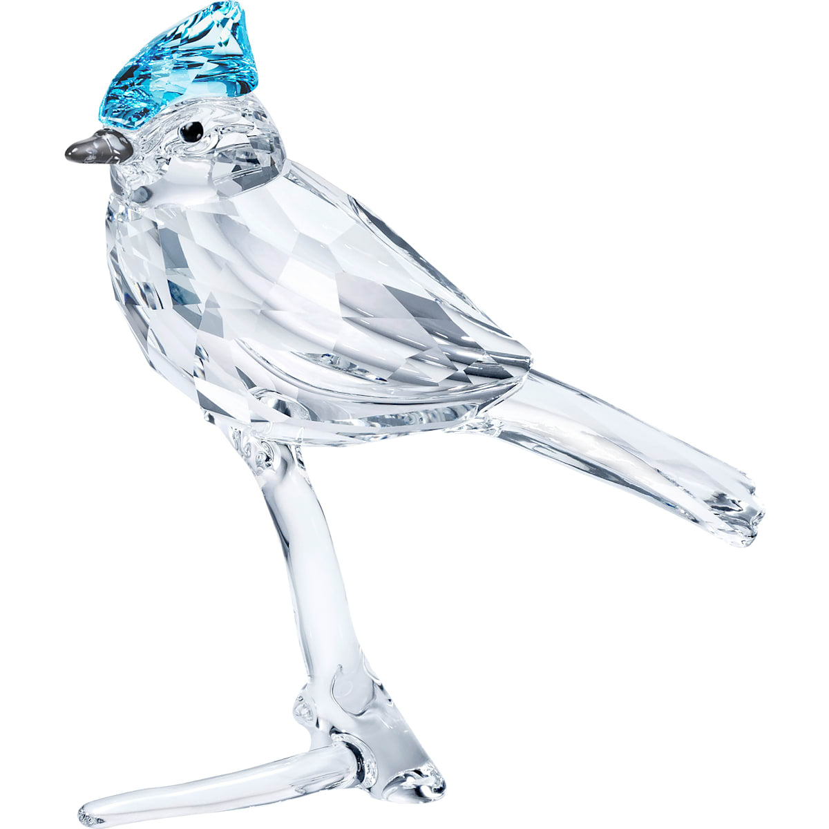 FEATHERED BEAUTIES:BLUE JAY