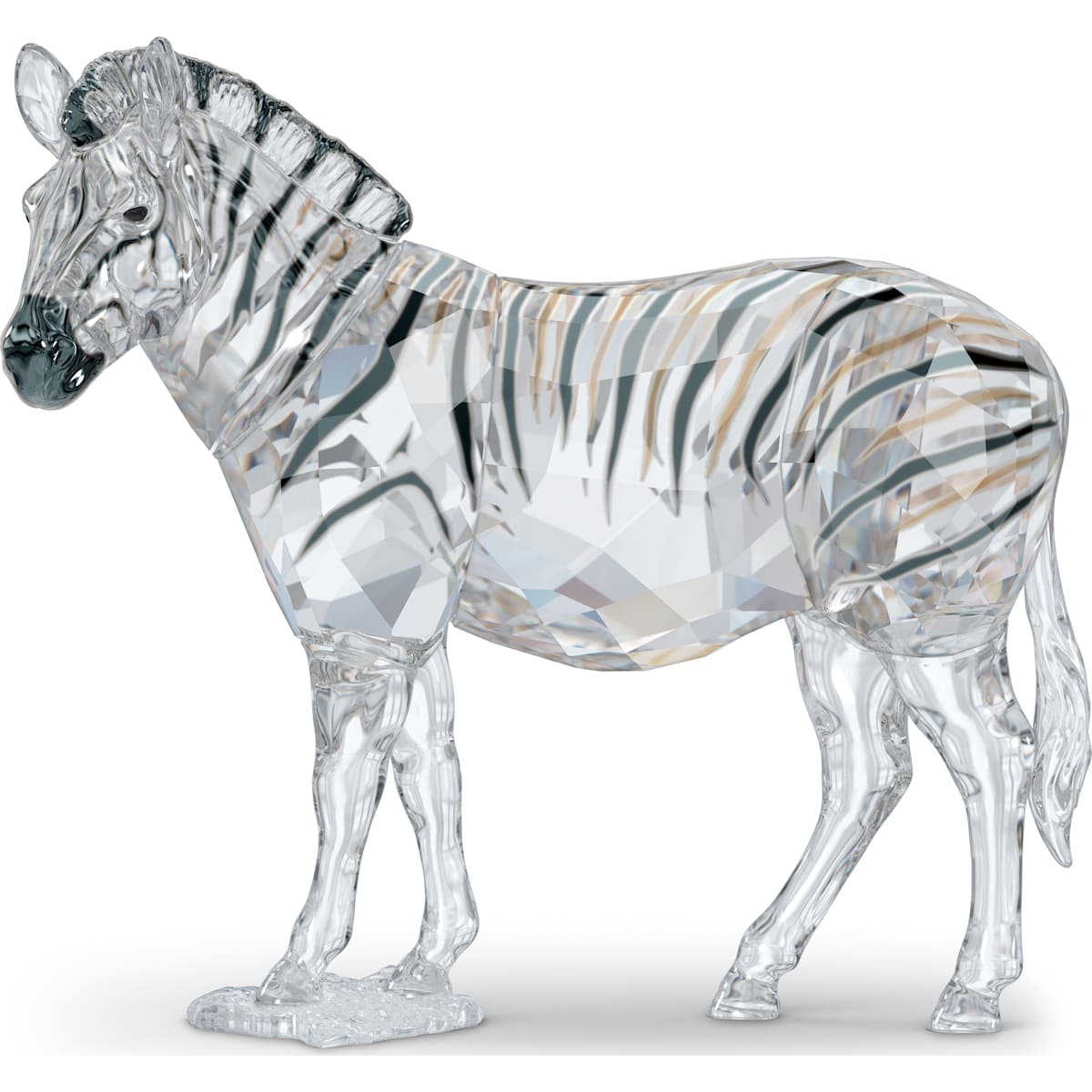 ELEGANCE OF AFRICA:SCS A.E. ZEBRA AMAI