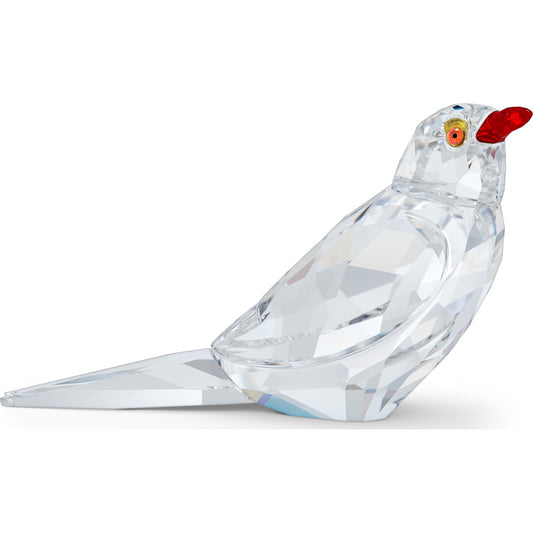 ELEGANCE OF AFRICA:SCS OXPECKER